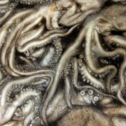 Pulpo Maya de la península de Yucatán obtiene Indicación Geográfica Protegida