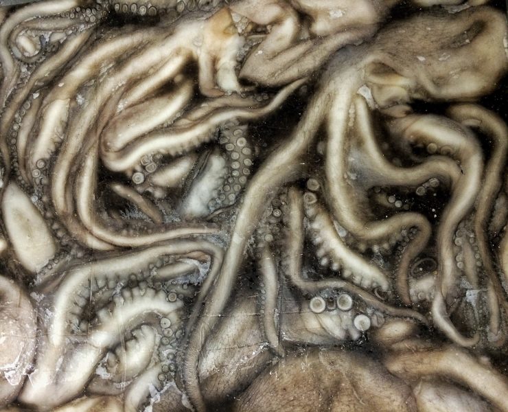 Pulpo Maya de la península de Yucatán obtiene Indicación Geográfica Protegida