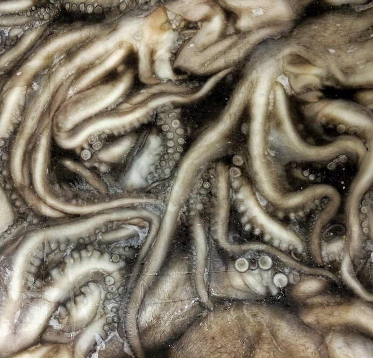 Pulpo Maya de la península de Yucatán obtiene Indicación Geográfica Protegida