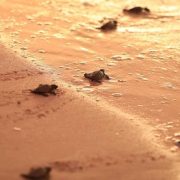 Fueron liberadas 200 crías de tortugas de Carey en Sisal