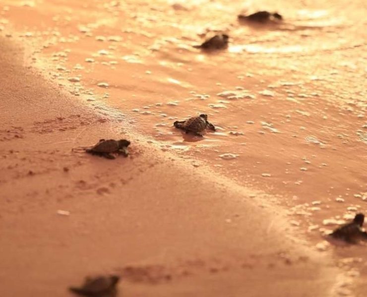 Fueron liberadas 200 crías de tortugas de Carey en Sisal