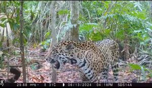 En la reserva ecológica de Dzilam de Bravo, se registra avistamiento de más jaguares en dicha zona. 