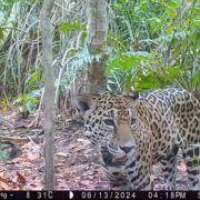 La Secretaría de Desarrollo Sustentable (SDS) informó que de nueva cuenta se vio plasmada la existencia de ejemplares de jaguar en dicha Reserva, en donde constantemente se encuentra evidencia de que esta importante especie se reproduce exitosamente.