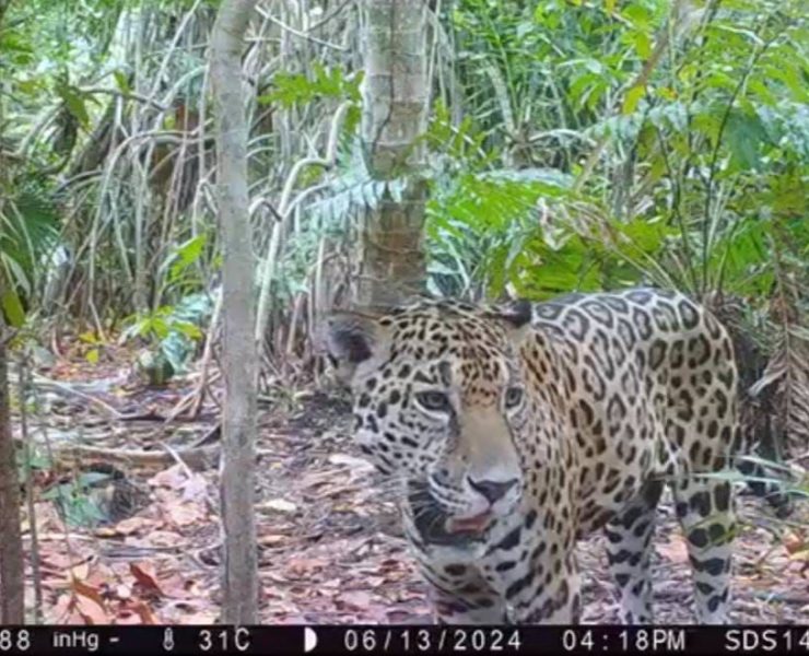 La Secretaría de Desarrollo Sustentable (SDS) informó que de nueva cuenta se vio plasmada la existencia de ejemplares de jaguar en dicha Reserva, en donde constantemente se encuentra evidencia de que esta importante especie se reproduce exitosamente.