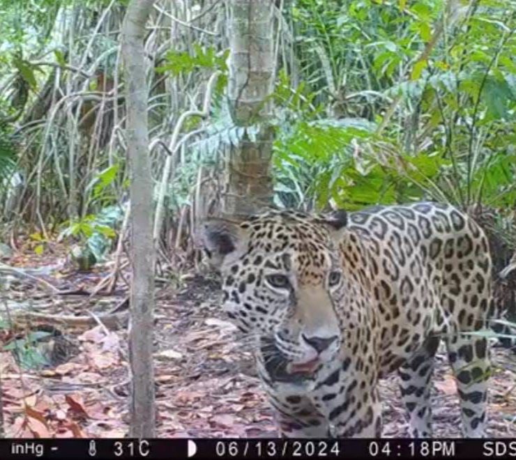 La Secretaría de Desarrollo Sustentable (SDS) informó que de nueva cuenta se vio plasmada la existencia de ejemplares de jaguar en dicha Reserva, en donde constantemente se encuentra evidencia de que esta importante especie se reproduce exitosamente.