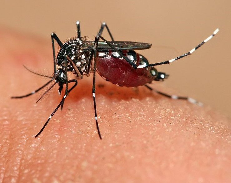 SSY lleva a cabo tareas de fumigación continua para prevenir el dengue, zika y chikungunya