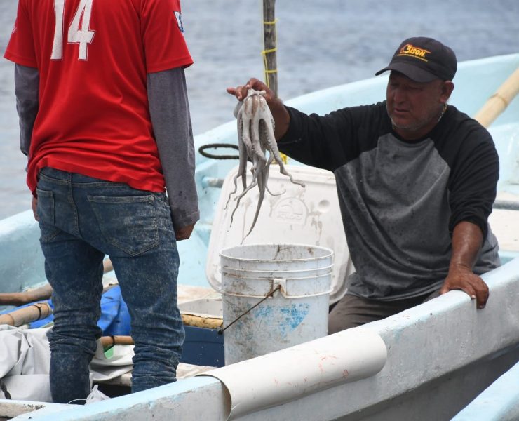 Zacarías Solís, presidente de la Canainpesca Yucatán manifestó que 450 embarcaciones mayores y 3,000 embarcaciones menores participarán en la temporada de pulpo