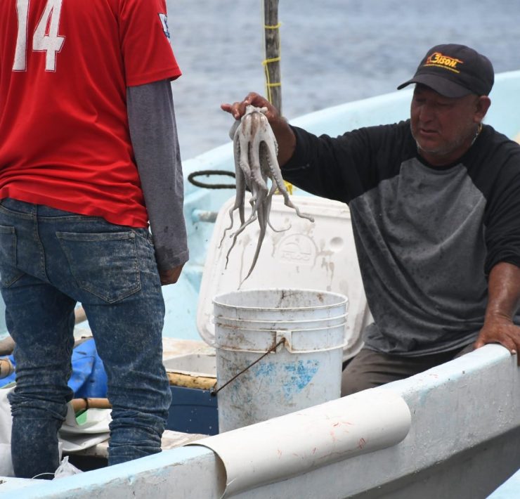 Zacarías Solís, presidente de la Canainpesca Yucatán manifestó que 450 embarcaciones mayores y 3,000 embarcaciones menores participarán en la temporada de pulpo