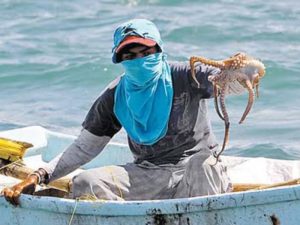 De manera oficial el día de hoy inicia la temporada de pulpo en Yucatán, y la CANAINPESCA, estima una captura aproximada de 25,000 toneladas.