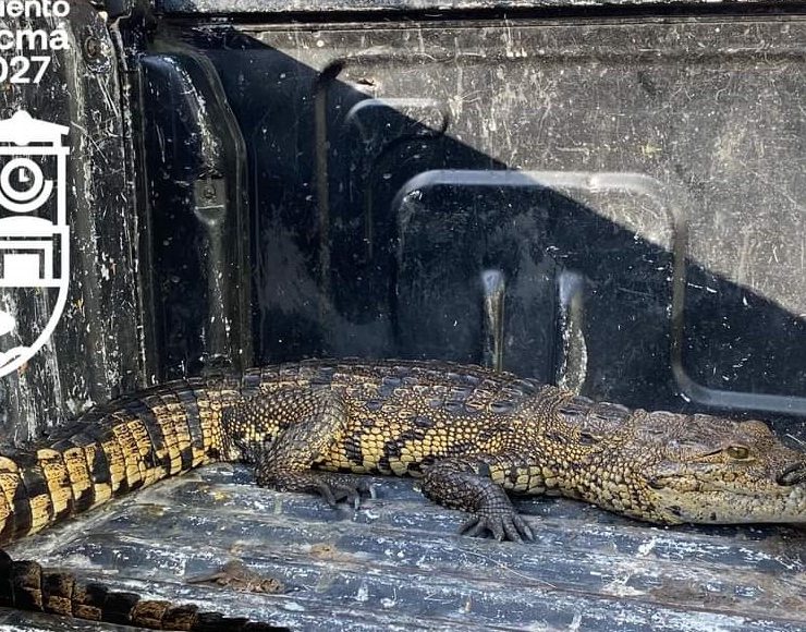 Capturan a cocodrilo en las calles de Hunucmá
