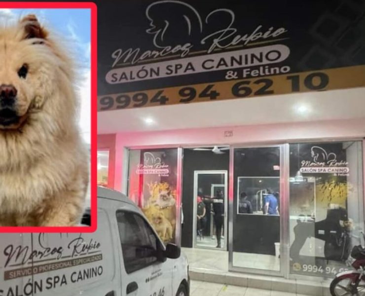 Exigen Justicia para Garfio, perrito presuntamente víctima de maltrato animal