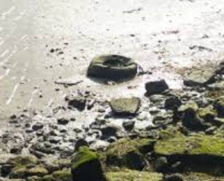 Ecocidio en Yucatán por empresa inmobiliaria