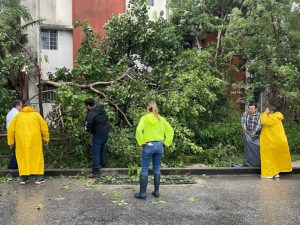 Personal del Ayuntamiento de Mérida, corta las ramas de un árbol, que cayó por fuertes vientos del Huracán Milton. 