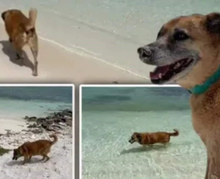 ¡Increíble! El mejor guía de turistas un perrito ciego y sordo