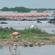 Flamencos y Garzas vuelven a la costa yucateca tras el paso del Huracán Milton