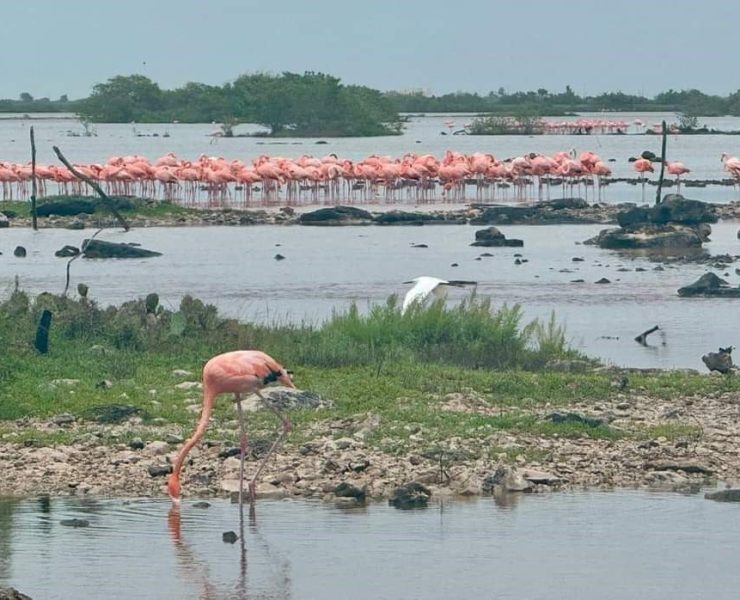 Flamencos y Garzas vuelven a la costa yucateca tras el paso del Huracán Milton