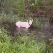 (VIDEO)¡Indignante! Lomito amarrado en la carretera de Florida ante la llegada de Milton