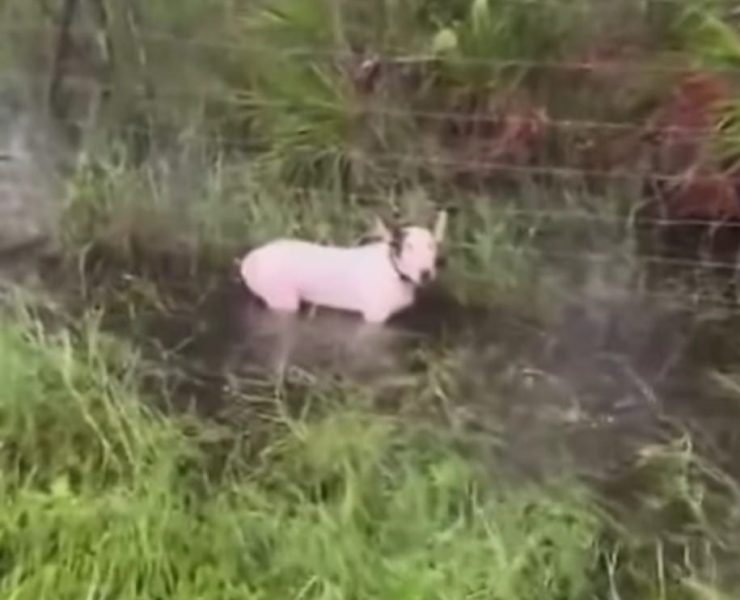 (VIDEO)¡Indignante! Lomito amarrado en la carretera de Florida ante la llegada de Milton