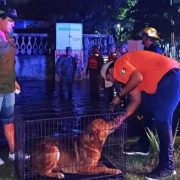 Perrito rescatado tras 3 días atrapado en inundación en Veracruz