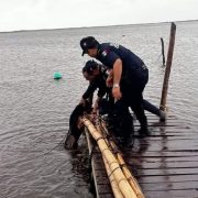 ¡Increíble rescate! Policías salvan a perrito en pleno Huracán Milton
