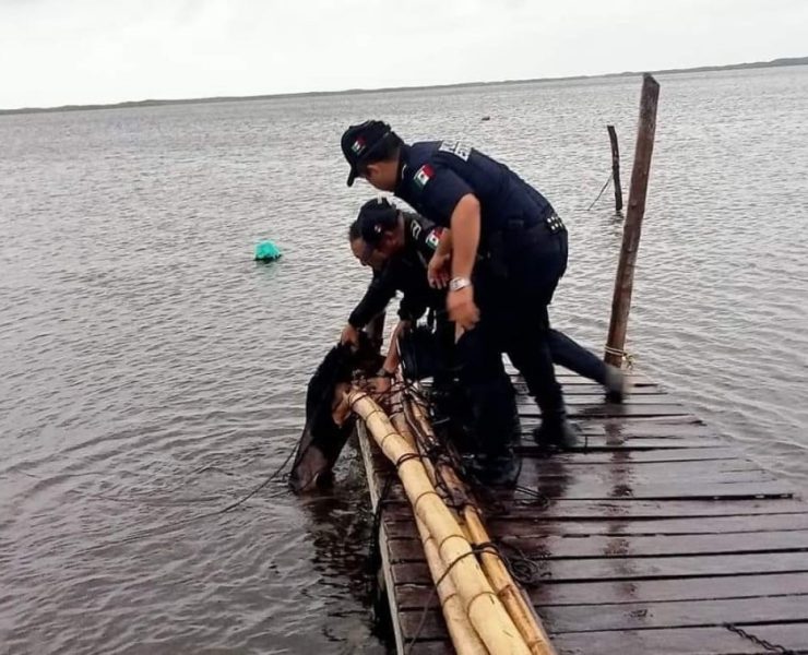 ¡Increíble rescate! Policías salvan a perrito en pleno Huracán Milton