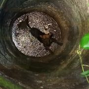 Rescatan al perrito de un Abuelito, que se cayó al pozo