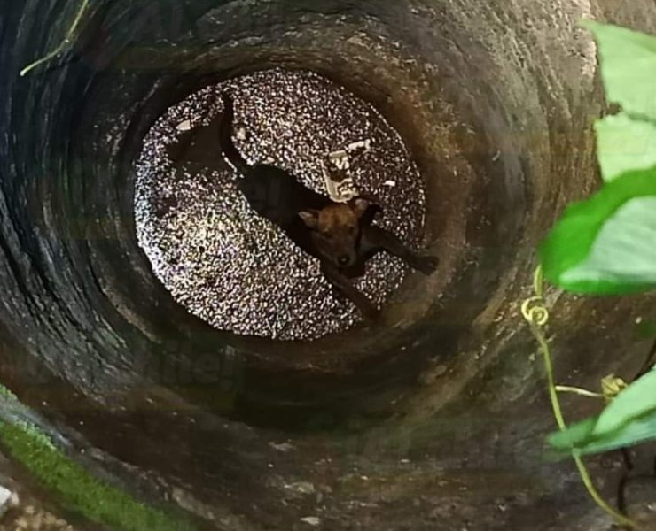 Rescatan al perrito de un Abuelito, que se cayó al pozo