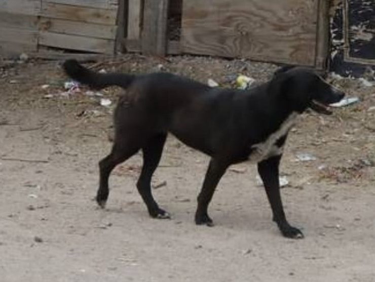 ¡Crueldad animal! Matan con veneno a perritos en Yucatán