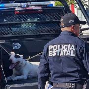 Brutal ataque de Bull terrier en Mérida ¡Los detalles que nadie te contó!