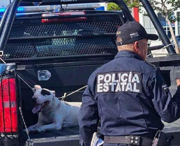 Brutal ataque de Bull terrier en Mérida ¡Los detalles que nadie te contó!