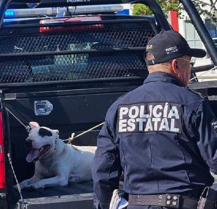 Brutal ataque de Bull terrier en Mérida ¡Los detalles que nadie te contó!