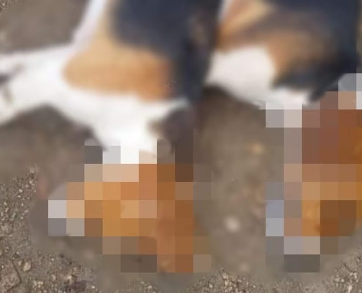 ¡Alarmante! Envenenamiento masivo de animales en Yucatán