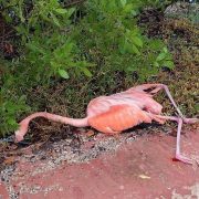 Flamenco muere por cables eléctricos en Yucatán