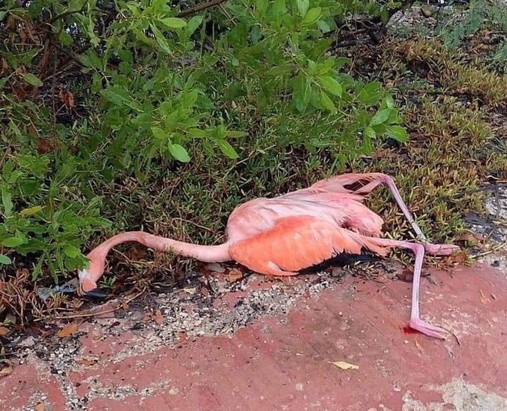 Flamenco muere por cables eléctricos en Yucatán