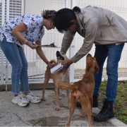 Descubre algunos de los refugios de Animales en Yucatán: Amor y Esperanza para los animalitos