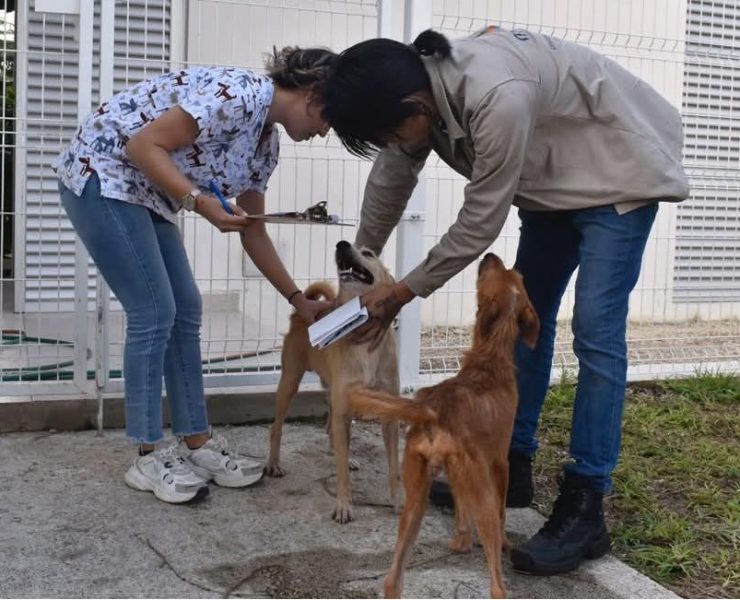 Descubre algunos de los refugios de Animales en Yucatán: Amor y Esperanza para los animalitos