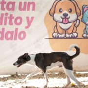 Descubre los trámites para adopción de Animales en Mérida