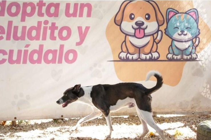 Descubre los trámites para adopción de Animales en Mérida