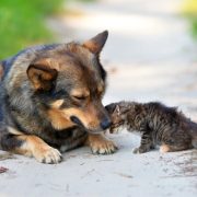 Descubre qué hacer si encuentras un Gato o Perro callejero