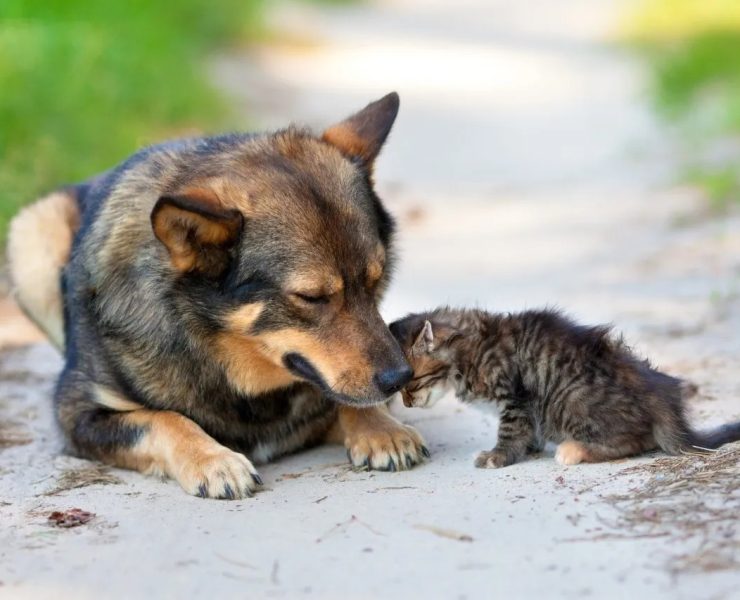 Descubre qué hacer si encuentras un Gato o Perro callejero