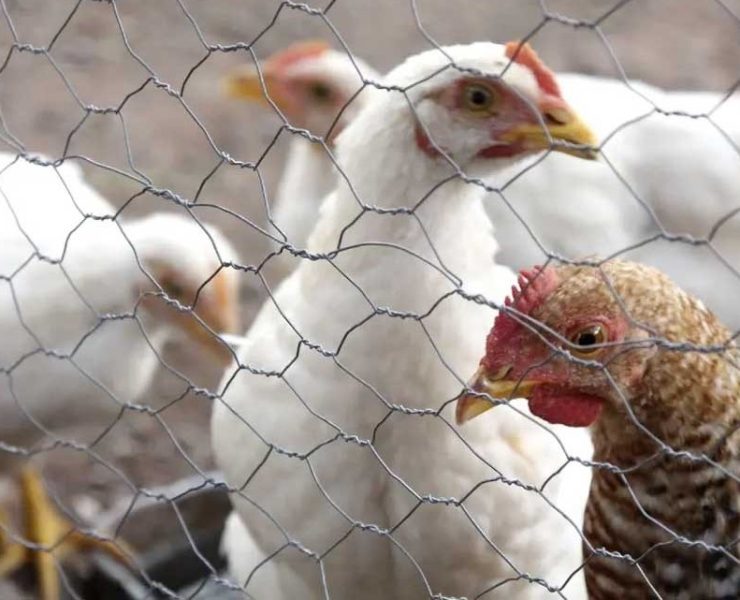 Descubren Mutación del Virus de la Gripe Aviar que Amenaza a Humanos
