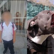 Niño de 4 años muere tras ser atacado por un pitbull en Chihuahua