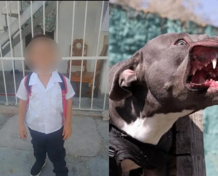 Niño de 4 años muere tras ser atacado por un pitbull en Chihuahua