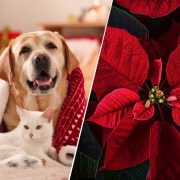 ¡Cuidado! ¿Por qué la Flor de Nochebuena es mortal para perros y gatos? Descubre cómo puede intoxicarlos"