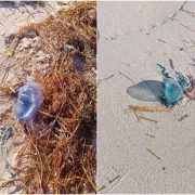 ¡Alerta en Progreso! 2 menores sufren picaduras de medusas