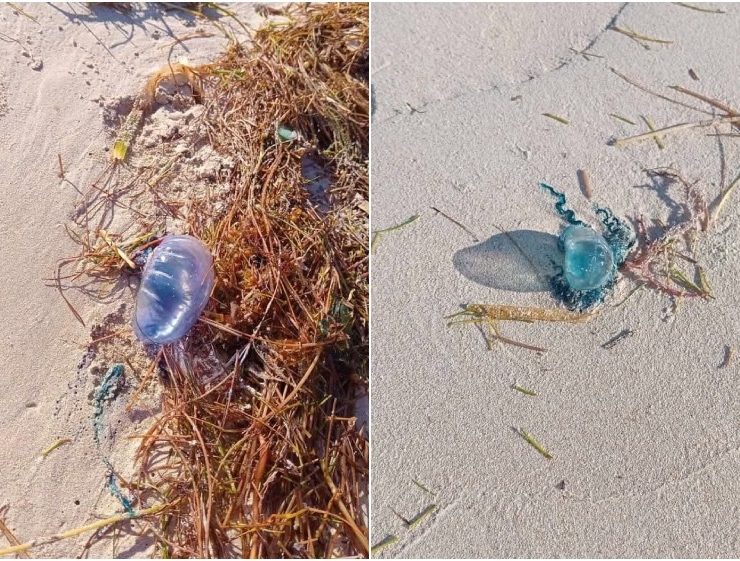 ¡Alerta en Progreso! 2 menores sufren picaduras de medusas