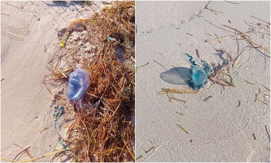 ¡Alerta en Progreso! 2 menores sufren picaduras de medusas