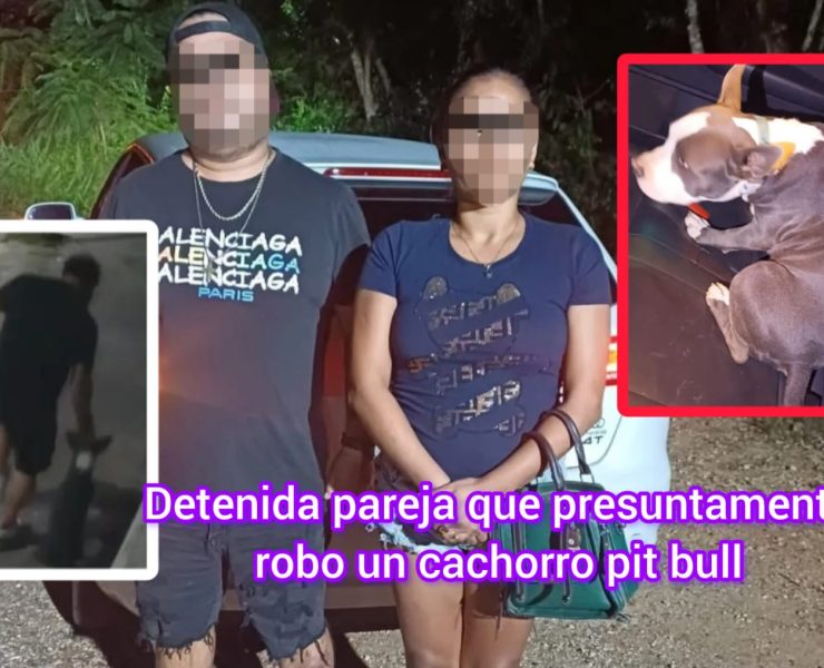 ¡Impactante robo de perrito en Mérida! Capturan a la pareja involucrada