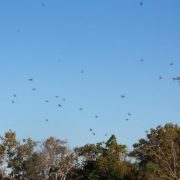 Vence la plaga, controlan langostas en 135 hectáreas de 11 municipios de Yucatán