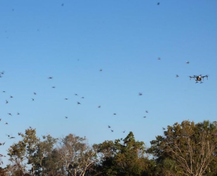 Vence la plaga, controlan langostas en 135 hectáreas de 11 municipios de Yucatán